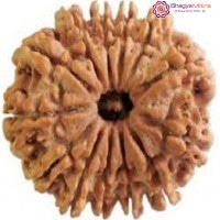 13 Mukhi Rudraksha